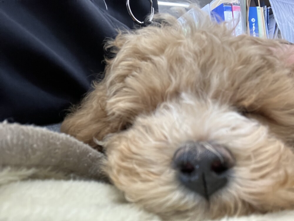 珍しいかわいいお客様🐶