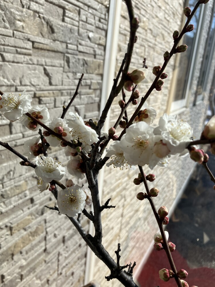 冬の中にも春・・・