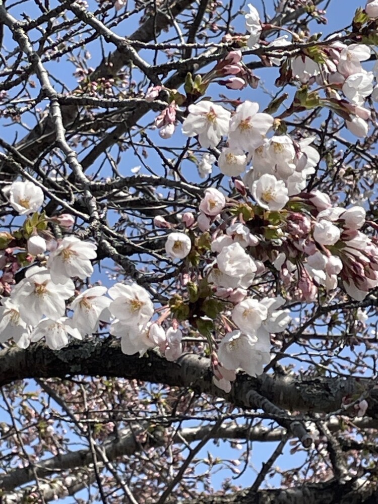 桜🌸